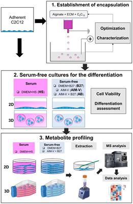 Serum-free alginate-C2C12 cells microcapsule as a model of alternative animal protein source